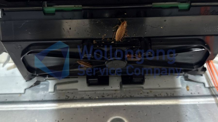 How Cockroaches Affect Appliances and What You Can Do About It